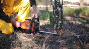 How Our Tree Care Process Works  in  Mcgraw, NY