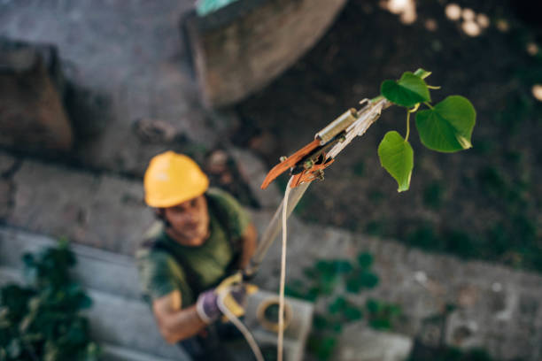 Best Firewood Processing and Delivery  in Mcgraw, NY