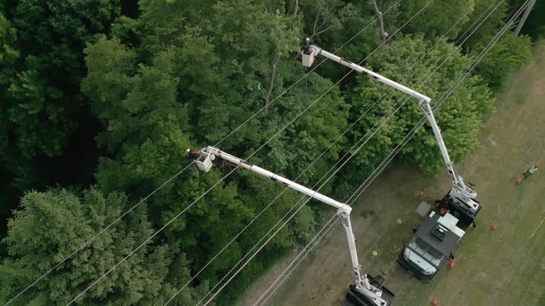 How Our Tree Care Process Works  in  Mcgraw, NY