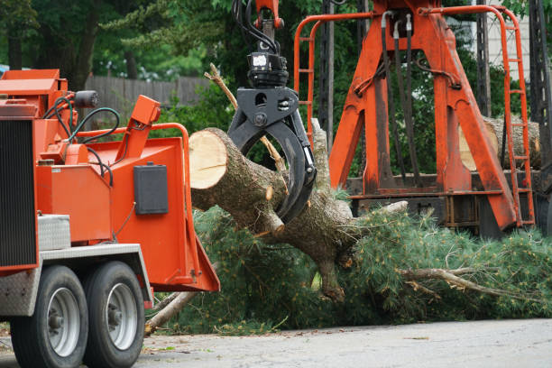 Best Root Management and Removal  in Mcgraw, NY