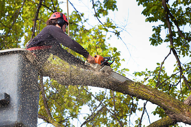 Best Fruit Tree Pruning  in Mcgraw, NY